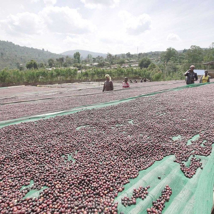 Coffee Caffeine Lab | Guji Ethiopia - Filter Coffee