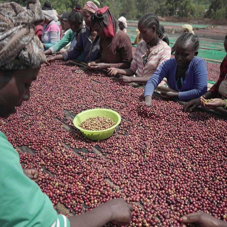 Coffee Caffeine Lab | Single Origin Espresso Guji - Ethiopia